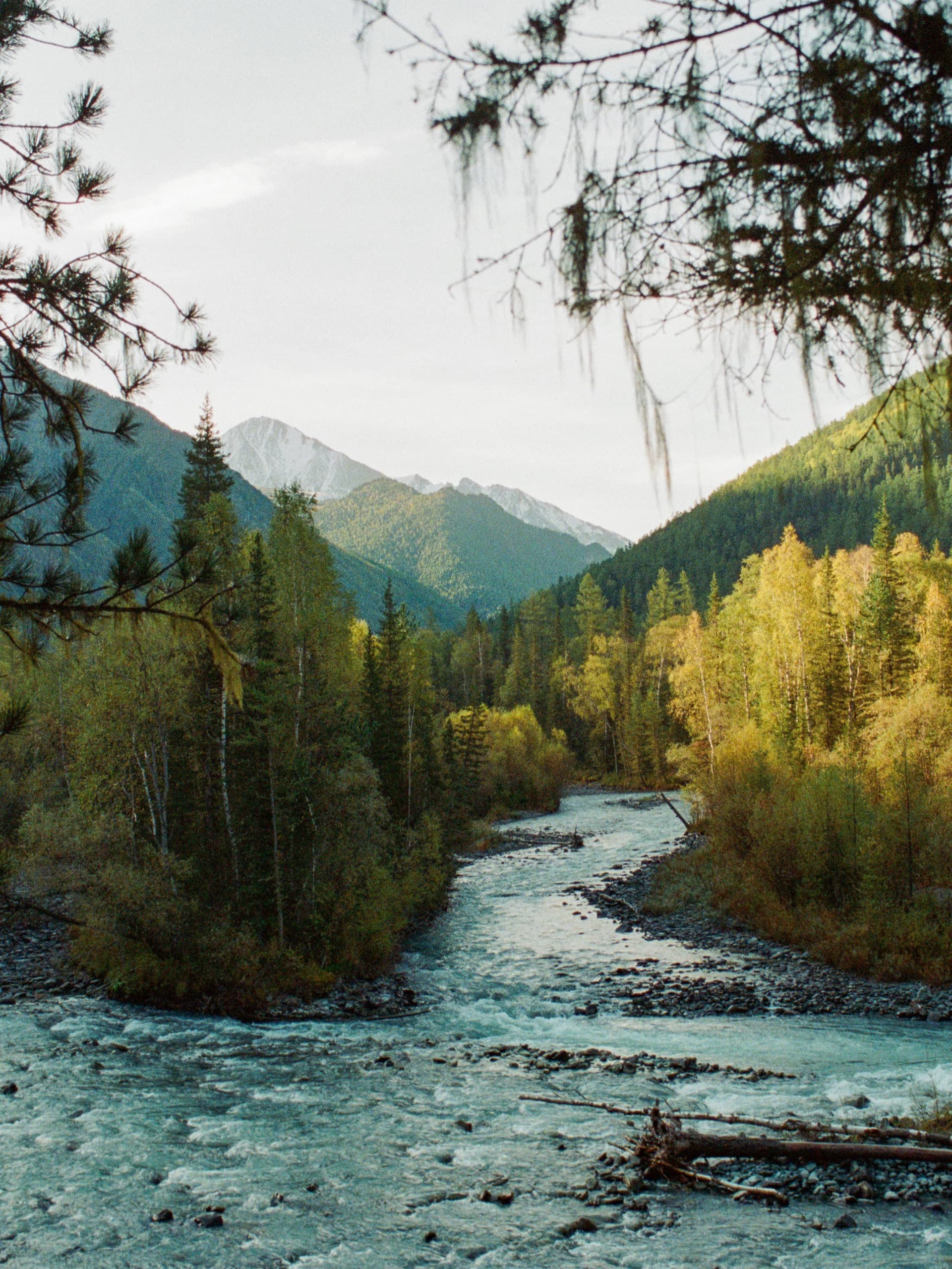 Serene forest river scene with pine trees and mountains around Sairme spa resort in peaceful natural setting