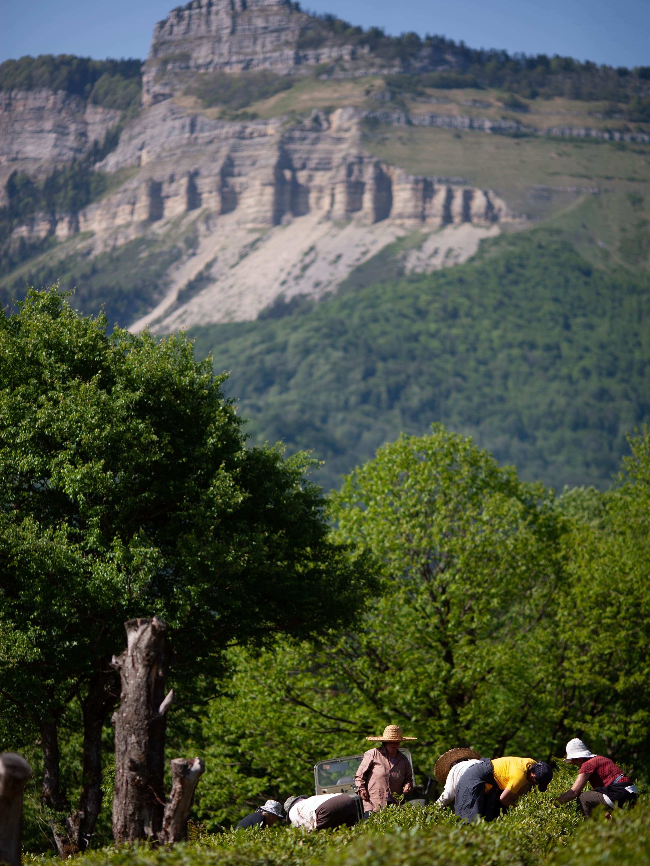 Georgian tea plantation workers harvesting leaves with dramatic limestone cliffs and mountain backdrop