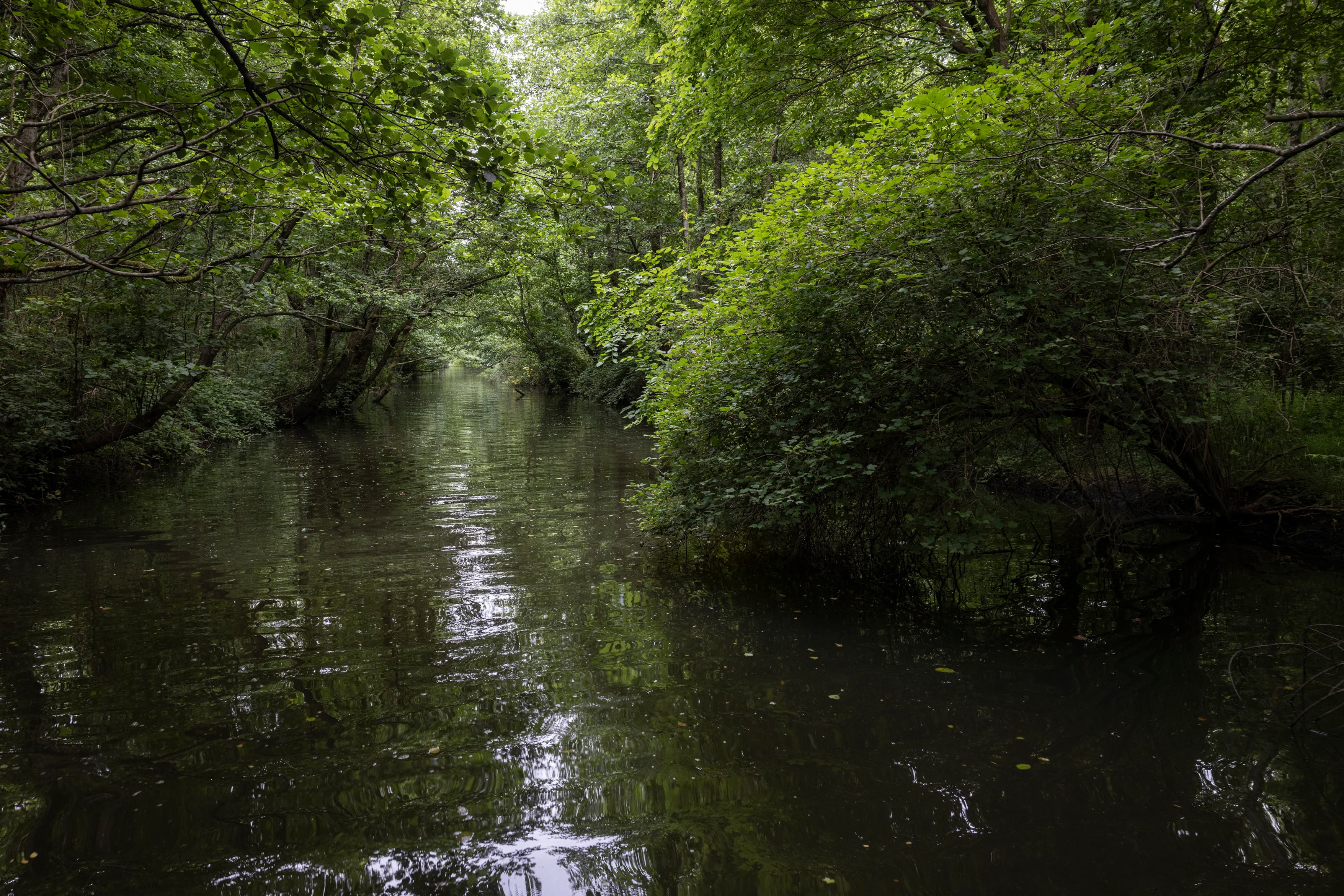 Lush green Colchic rainforest with a calm river reflecting the dense vegetation