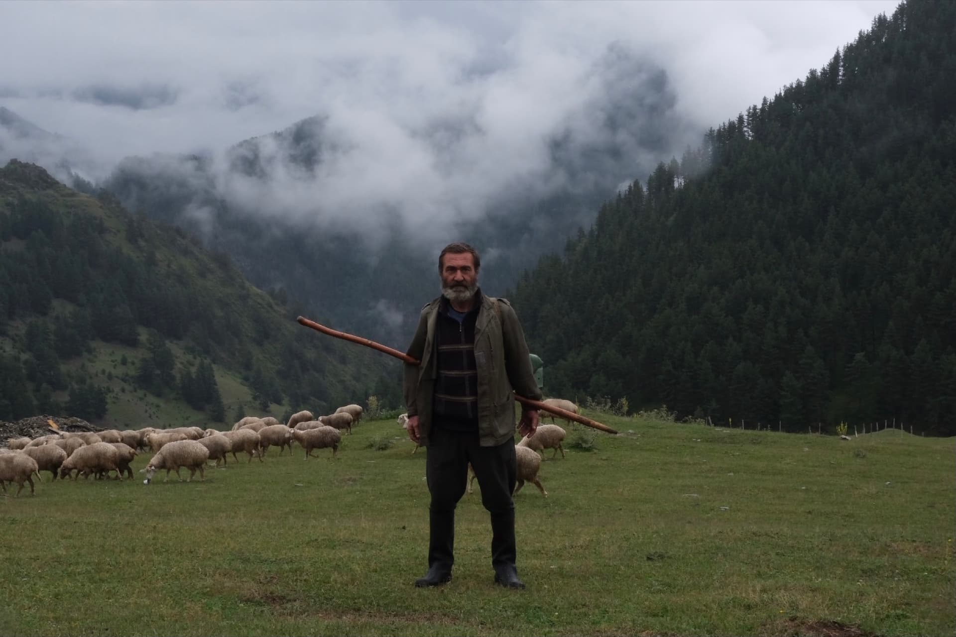 Tush shepherd with his flock of sheep in the misty mountains of Tusheti, Georgia