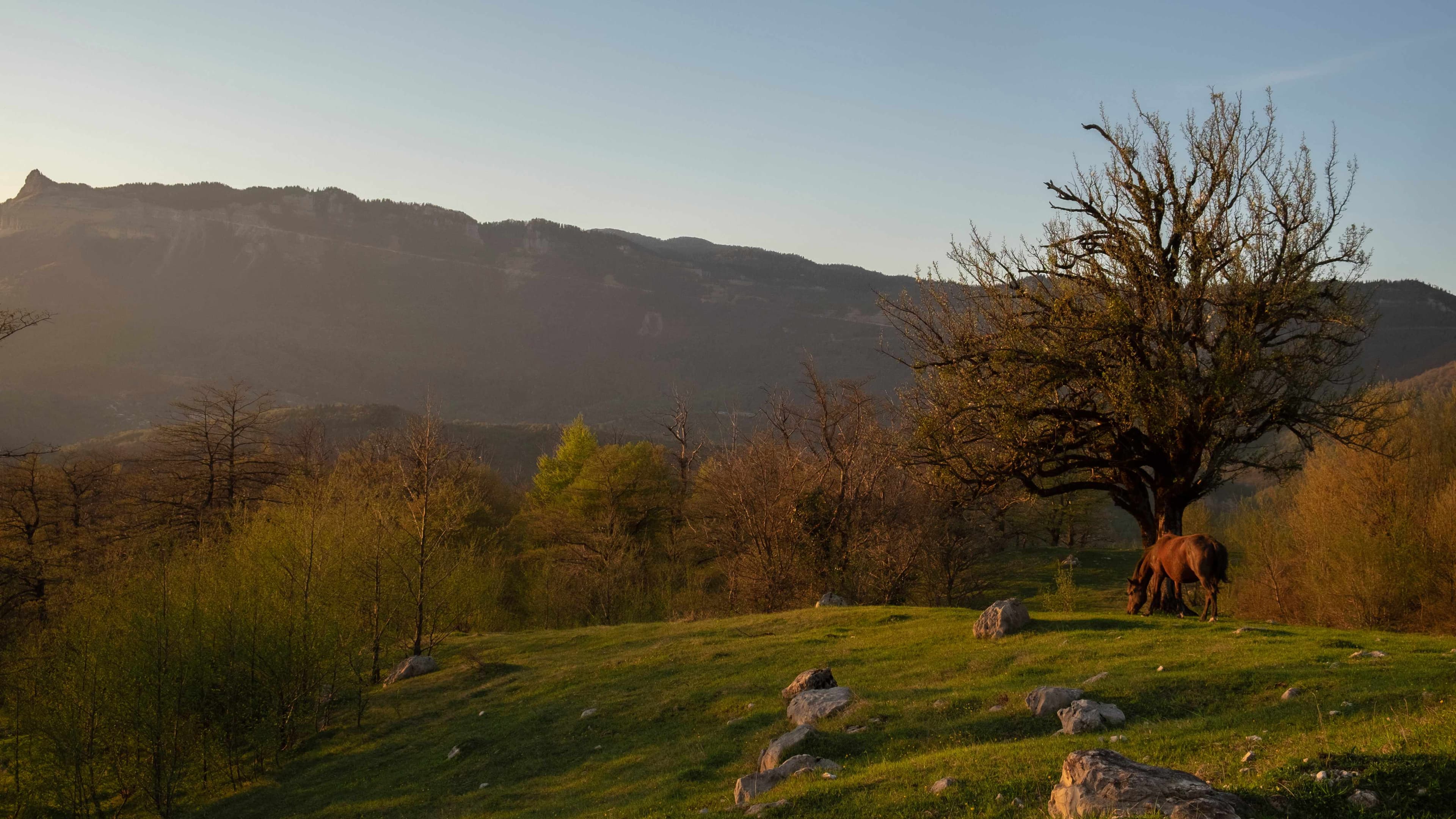 Serene landscape of Western Georgia with rolling green hills, grazing horses, and traditional rural countryside